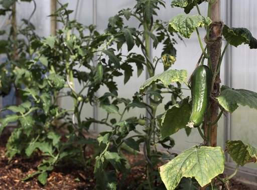 Cucumber growing in greenhouse